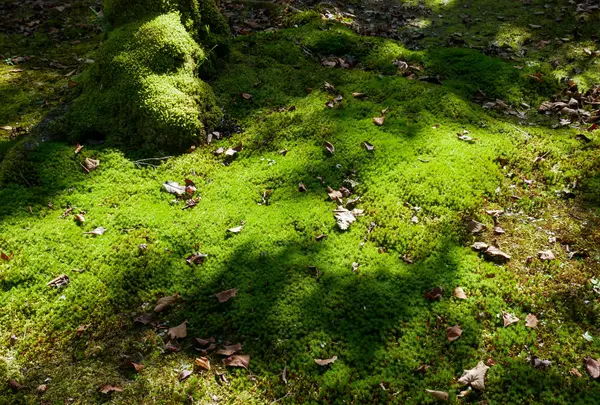 南禅寺の写真・動画_image_403209