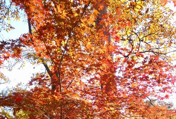 月の石もみじ公園の写真・動画_image_403798