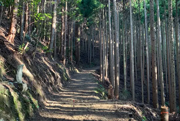 常瀧寺の大イチョウの写真・動画_image_404130