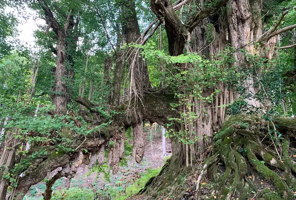 常瀧寺の大イチョウの写真・動画_image_404132