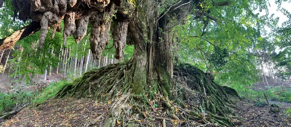 常瀧寺の大イチョウの写真・動画_image_404133