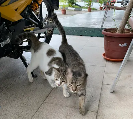 Casa Hotel Near Klia 1の写真・動画_image_404865