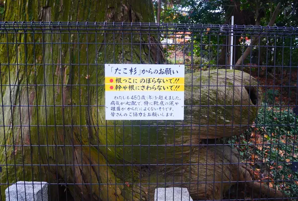 たこ杉の写真・動画_image_405226