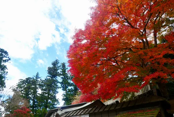 高尾山薬王院（有喜寺）の写真・動画_image_405234