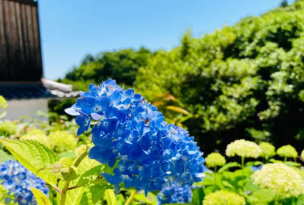 柳谷観音(楊谷寺）の写真・動画_image_405328
