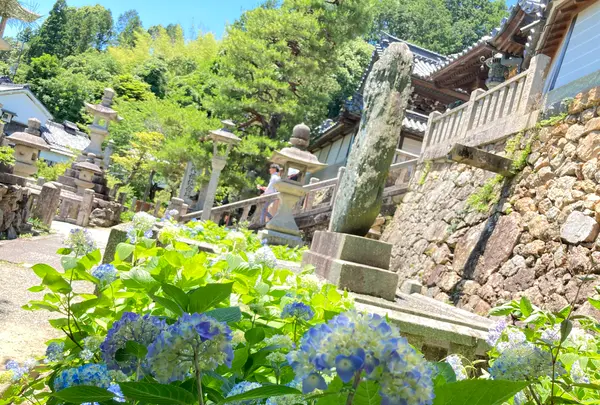 柳谷観音(楊谷寺）の写真・動画_image_405332