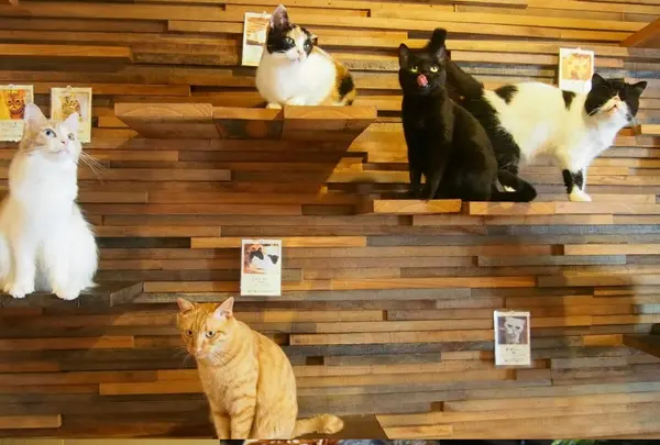 子猫たち