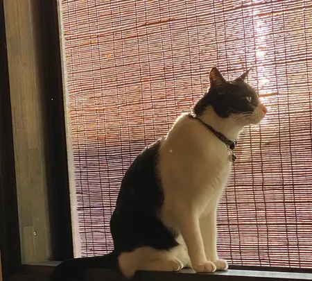 町家猫喫茶 うたねこ堂の写真・動画_image_407858