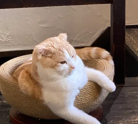 町家猫喫茶 うたねこ堂の写真・動画_image_407860