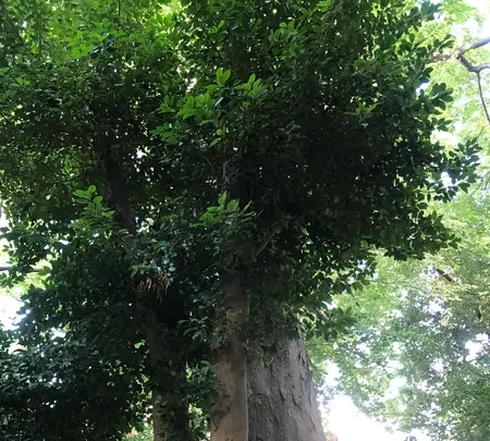 鎮守氷川神社の写真・動画_image_408712