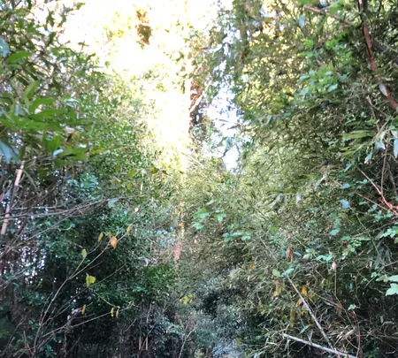 神在神社の写真・動画_image_409726