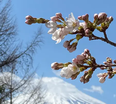 新倉山浅間公園の写真・動画_image_409839