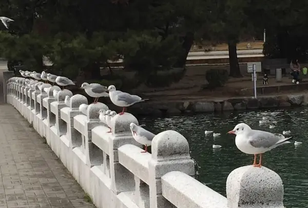 大濠公園の写真・動画_image_410119