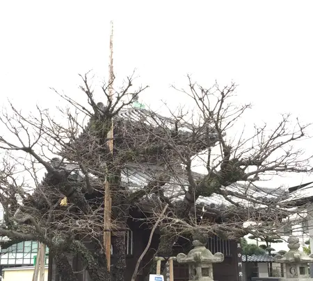 恵光院燈籠堂の写真・動画_image_410162