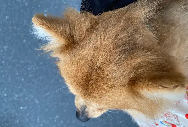 倉敷美観地区の写真・動画_image_410393