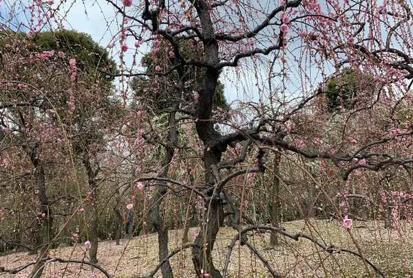 神苑 源氏物語花の庭の写真・動画_image_410860