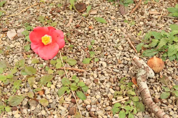 城山公園の写真・動画_image_411741