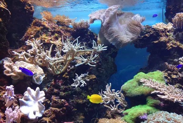 マリンワールド海の中道の写真・動画_image_413293