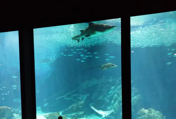 マリンワールド海の中道の写真・動画_image_413294