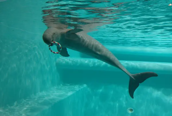 マリンワールド海の中道の写真・動画_image_413297
