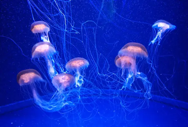 マリンワールド海の中道の写真・動画_image_413298