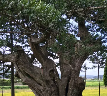 硯山長福寺の写真・動画_image_413449