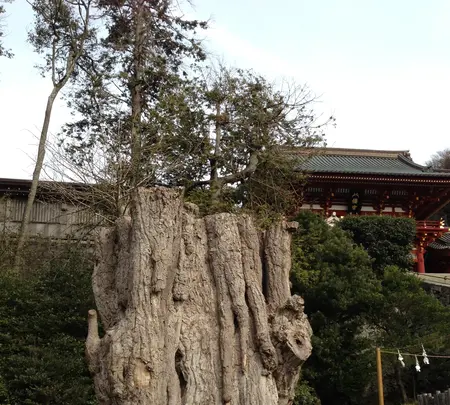 鶴岡八幡宮の写真・動画_image_413463