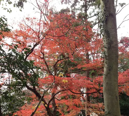 源頼朝の墓の写真・動画_image_413471