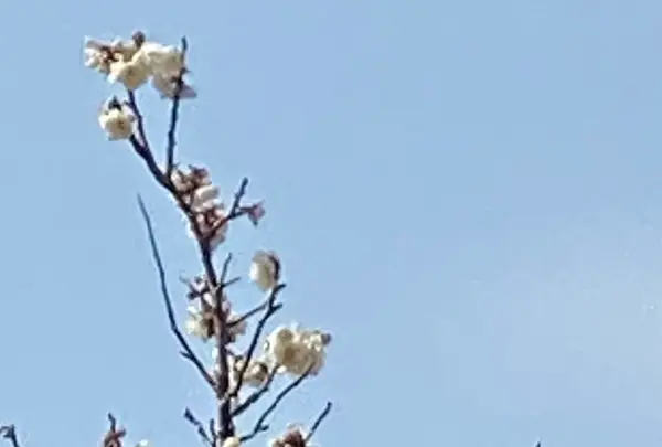 川棚のクスの森の写真・動画_image_413497