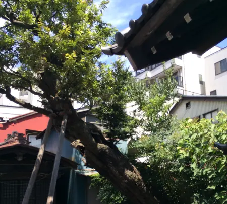 善福寺の写真・動画_image_413591