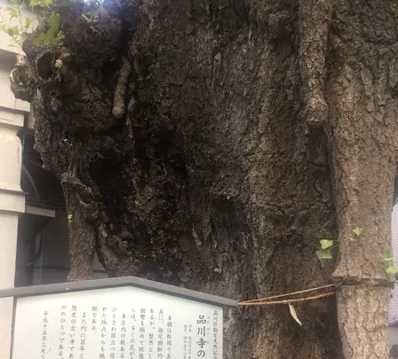 品川寺の写真・動画_image_413607