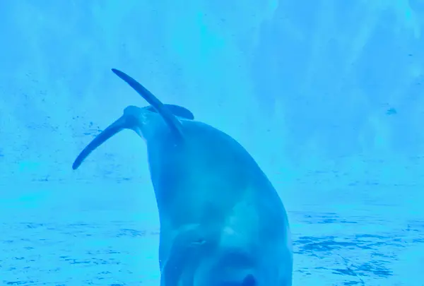 九十九島水族館海きららの写真・動画_image_413939
