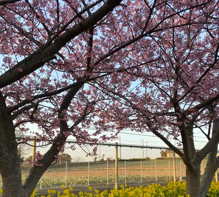 小松ケ池公園の写真・動画_image_414159