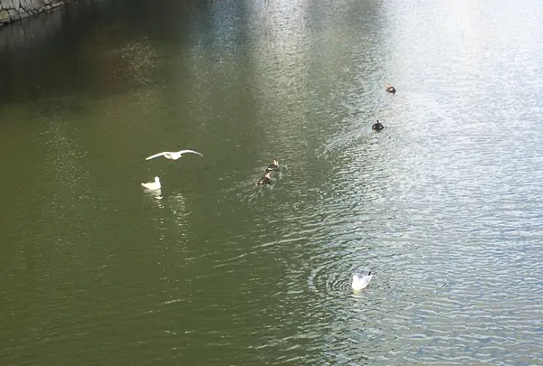 小田原城の写真・動画_image_414162