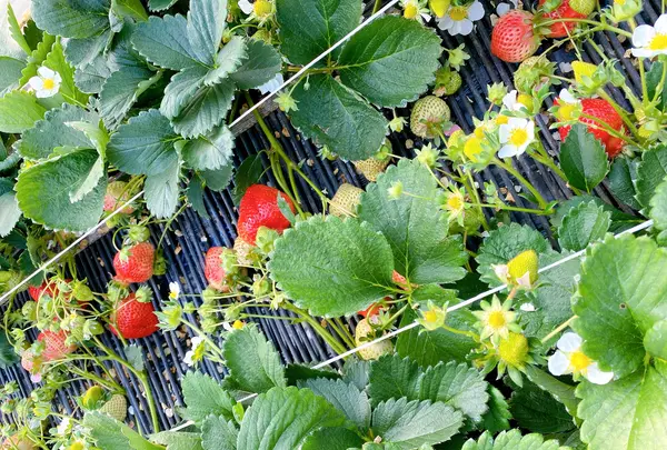 うるう農園（いちご狩り、いちご直販）の写真・動画_image_414299