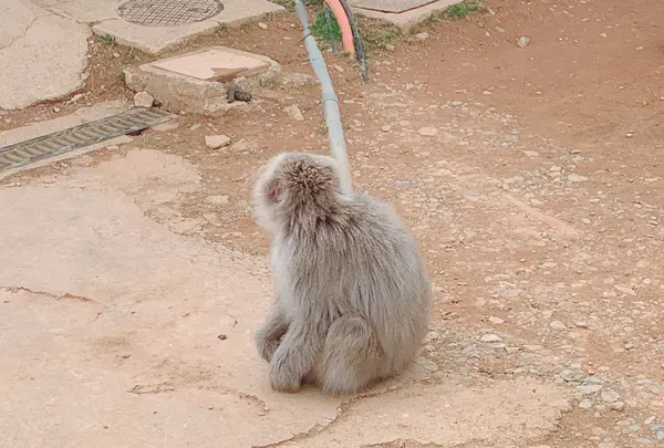 嵐山モンキーパークいわたやまの写真・動画_image_414506