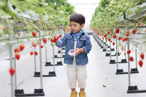 美らイチゴ 南城ハウスの写真・動画_image_415070