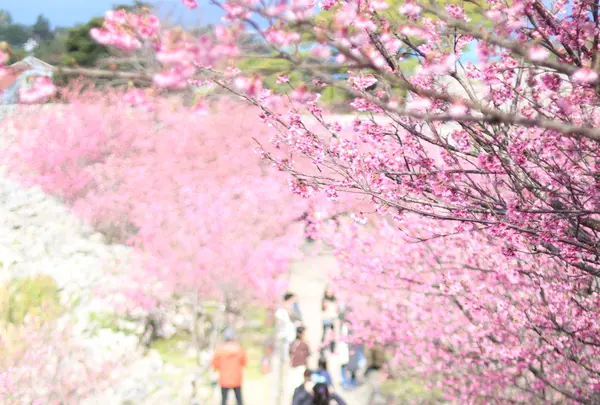 今帰仁城跡の写真・動画_image_415232