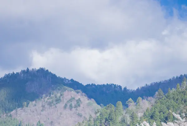 美山かやぶきの里の写真・動画_image_415425