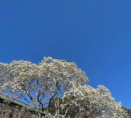清浄光寺（遊行寺）の写真・動画_image_415451