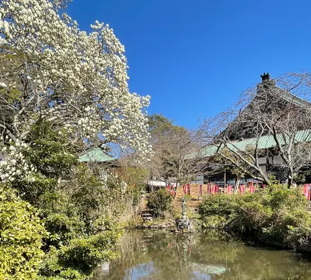 清浄光寺（遊行寺）の写真・動画_image_415452