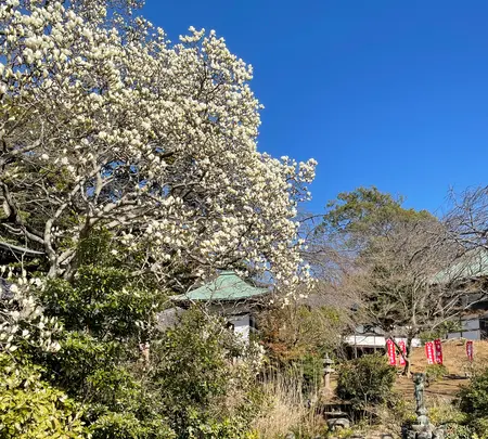 清浄光寺（遊行寺）の写真・動画_image_415453