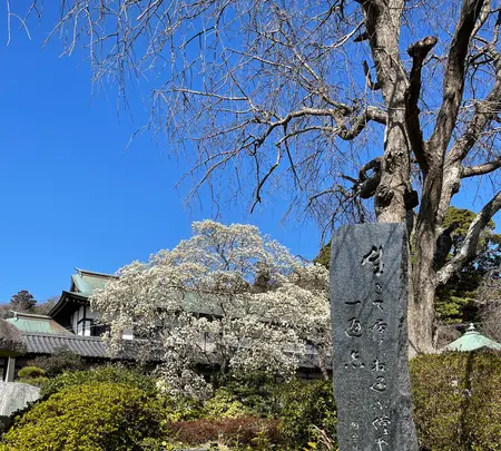 清浄光寺（遊行寺）の写真・動画_image_415454