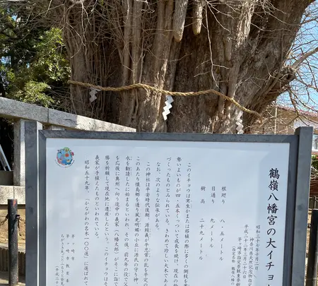 鶴嶺八幡宮の写真・動画_image_416493