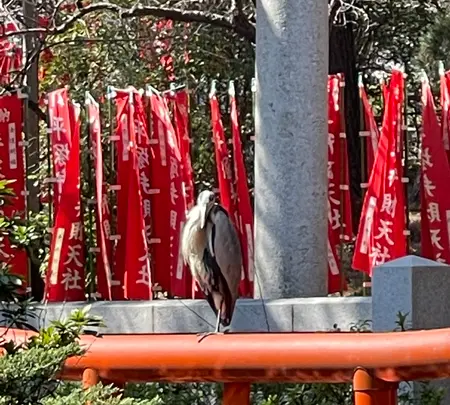 平塚八幡宮の写真・動画_image_416519