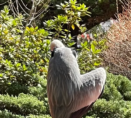 平塚八幡宮の写真・動画_image_416521