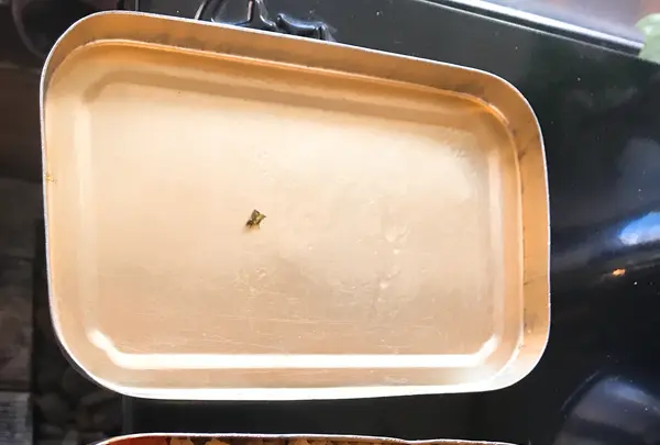 난장캠프の写真・動画_image_416623