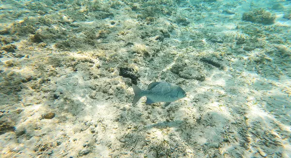 ナガンヌ島の写真・動画_image_416634