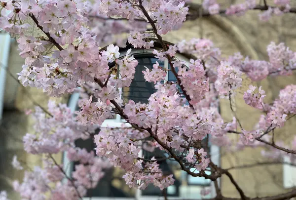 旧京都市立下京中学校成徳学舎の写真・動画_image_416719
