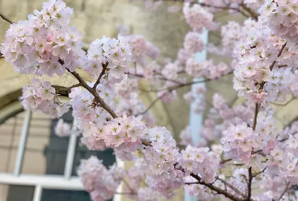 旧京都市立下京中学校成徳学舎の写真・動画_image_416720